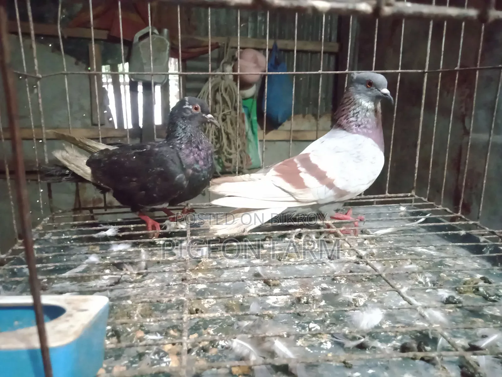 Deshi Golla Pigeon