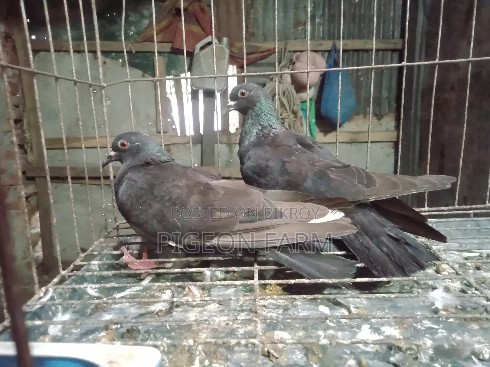 Deshi Golla Pigeon