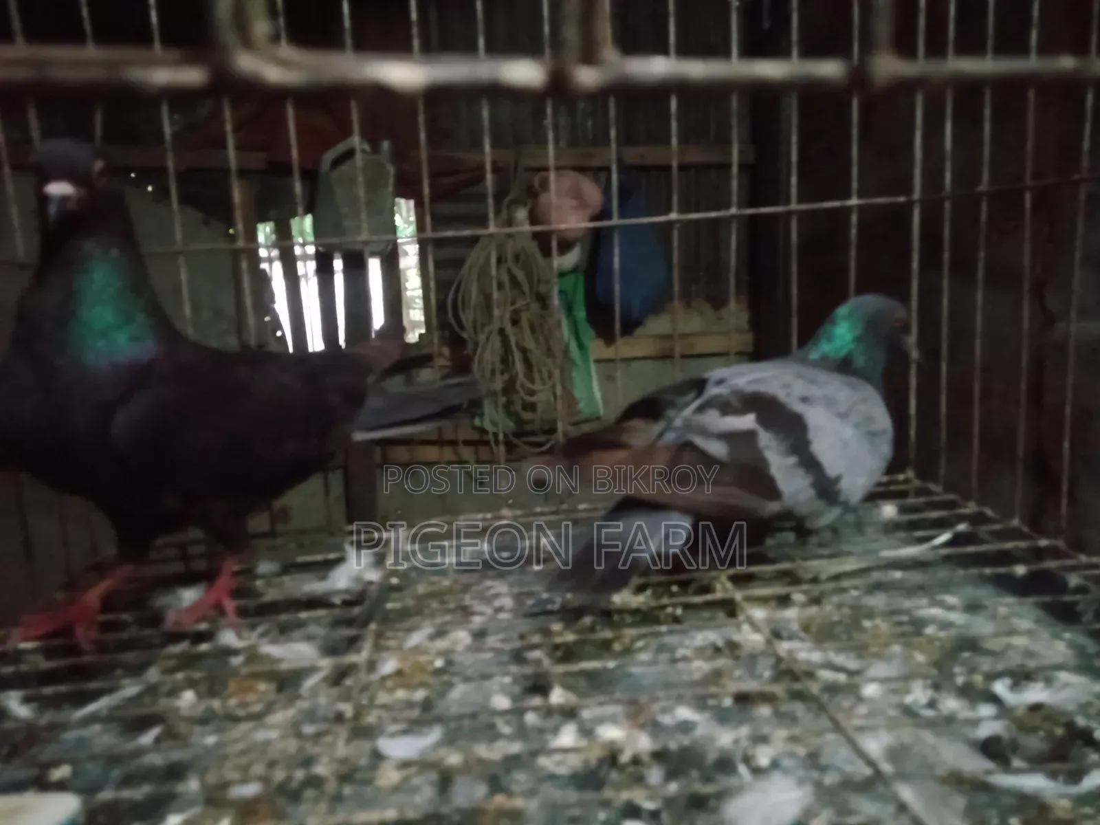 Deshi Golla Pigeon