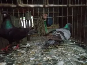 Deshi Golla Pigeon