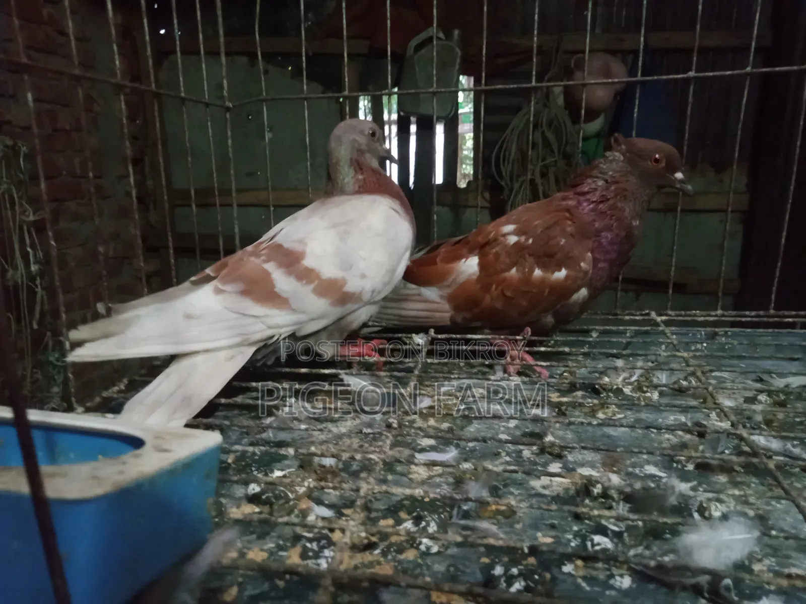 Deshi Golla Pigeon