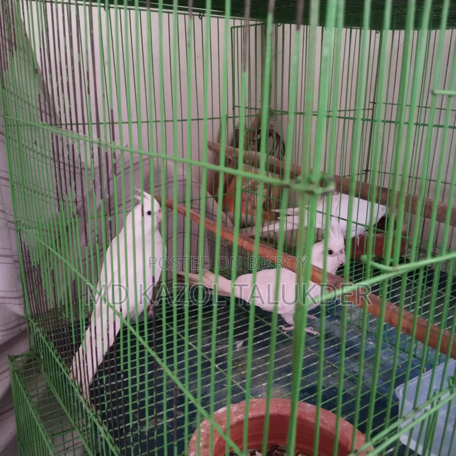 কোকাটেল রানিং পাখি বিক্রি হবে 