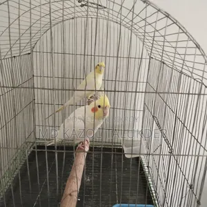 কোকাটেল রানিং পাখি বিক্রি হবে 