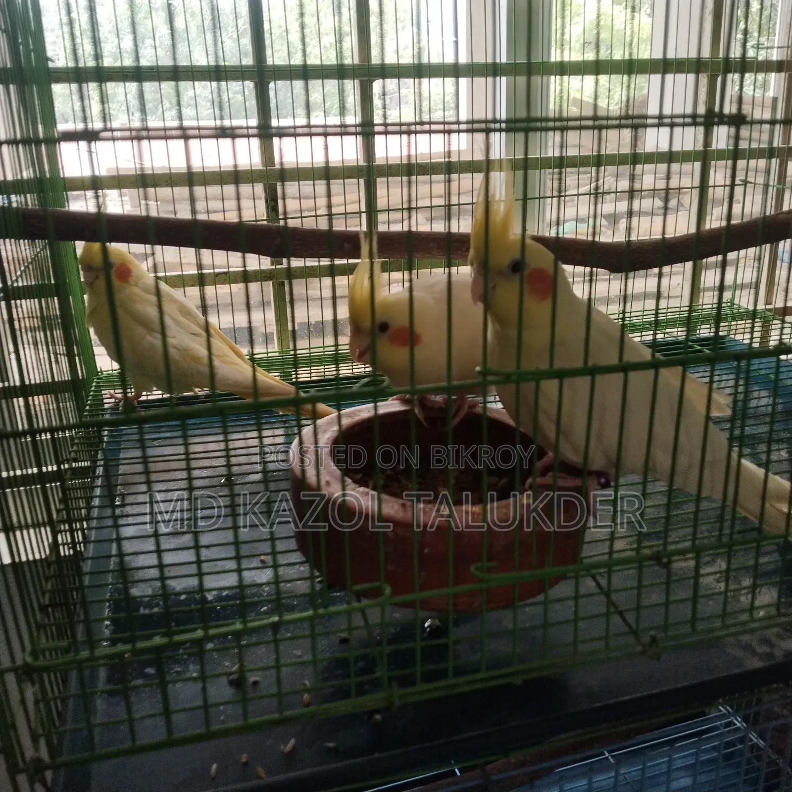 কোকাটেল রানিং পাখি বিক্রি হবে 