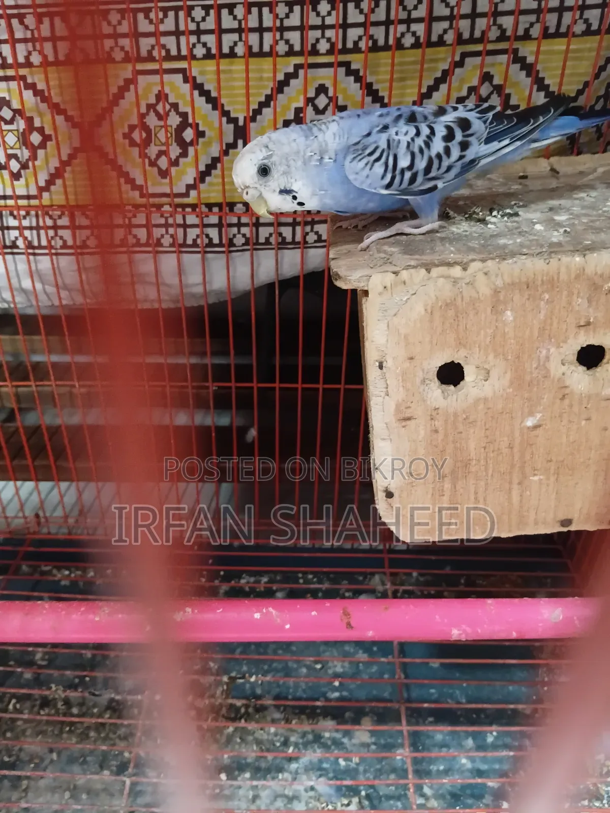 Budgie Bird Sale