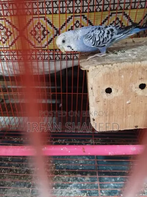 Budgie Bird Sale