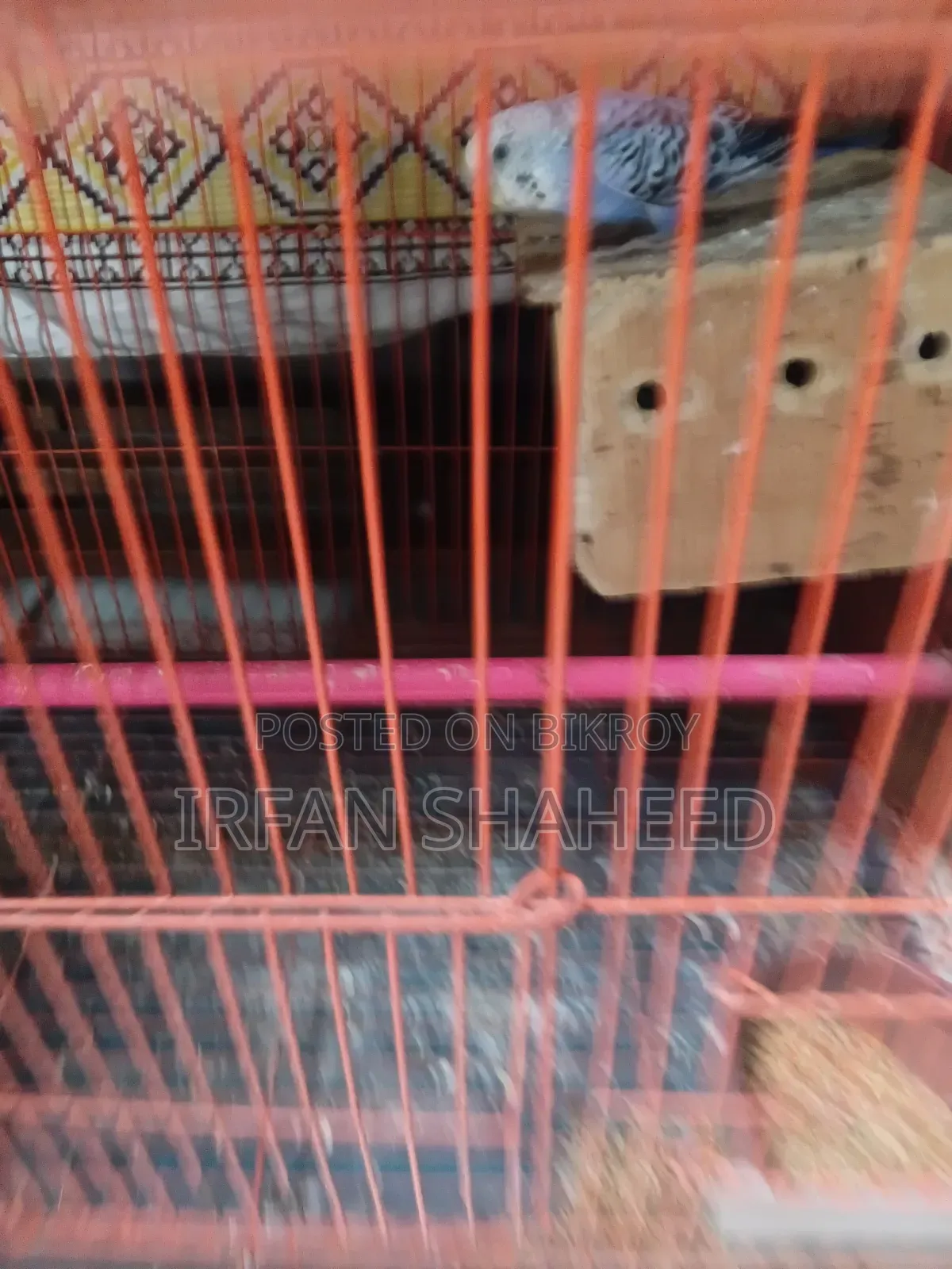 Budgie Bird Sale
