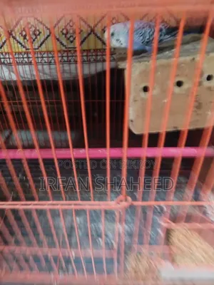 Budgie Bird Sale