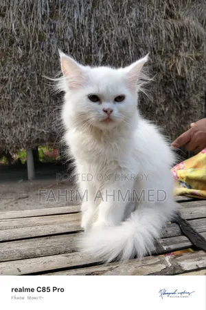 1-3 Months Female Purebred Persian