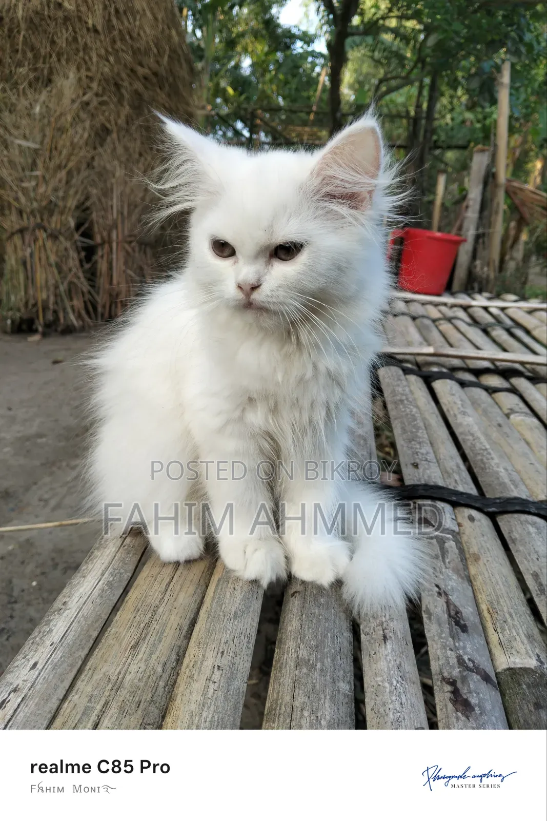 1-3 Months Female Purebred Persian