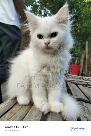 1-3 Months Female Purebred Persian
