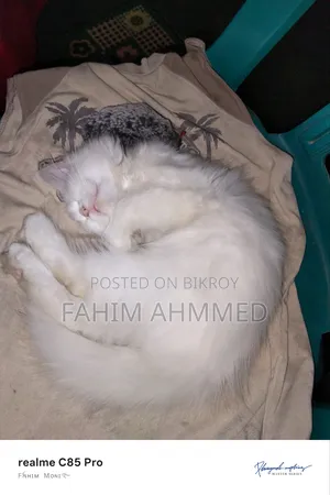 1-3 Months Female Purebred Persian