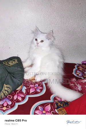 1-3 Months Female Purebred Persian