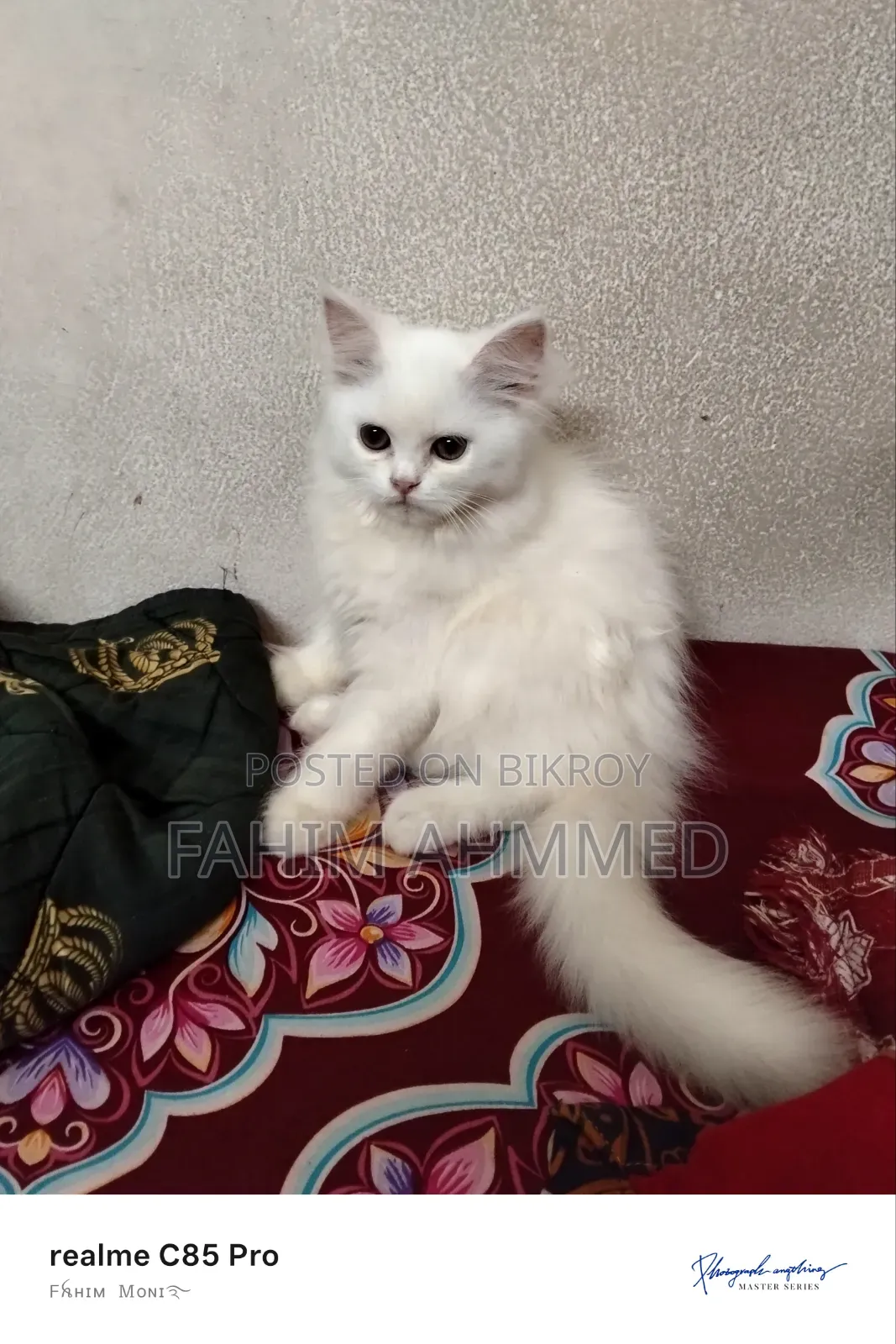 1-3 Months Female Purebred Persian