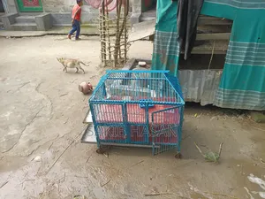 অনেক মজবুত