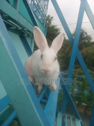 Male Rabbit for Sale