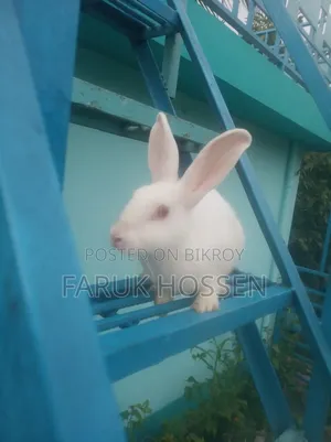 Male Rabbit for Sale