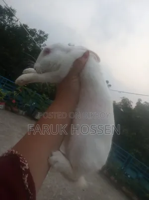 Male Rabbit for Sale