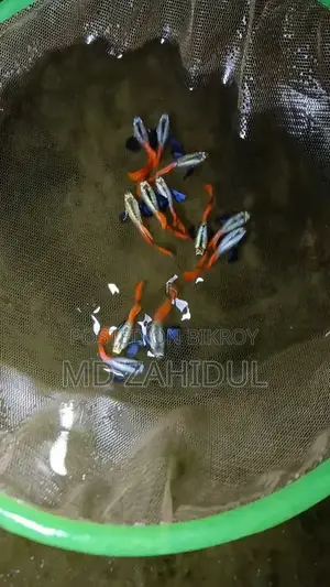 RTP Elephant Ear Guppy