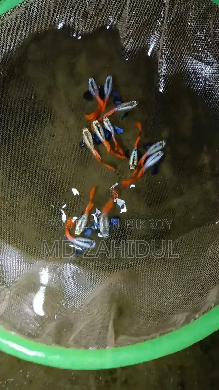 RTP Elephant Ear Guppy