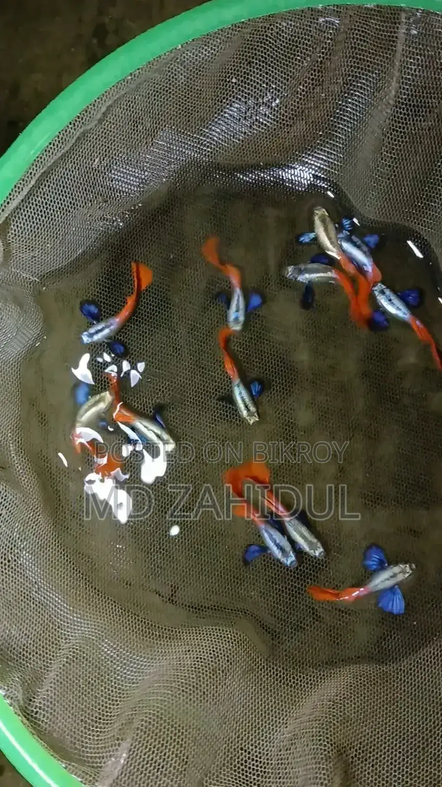 RTP Elephant Ear Guppy