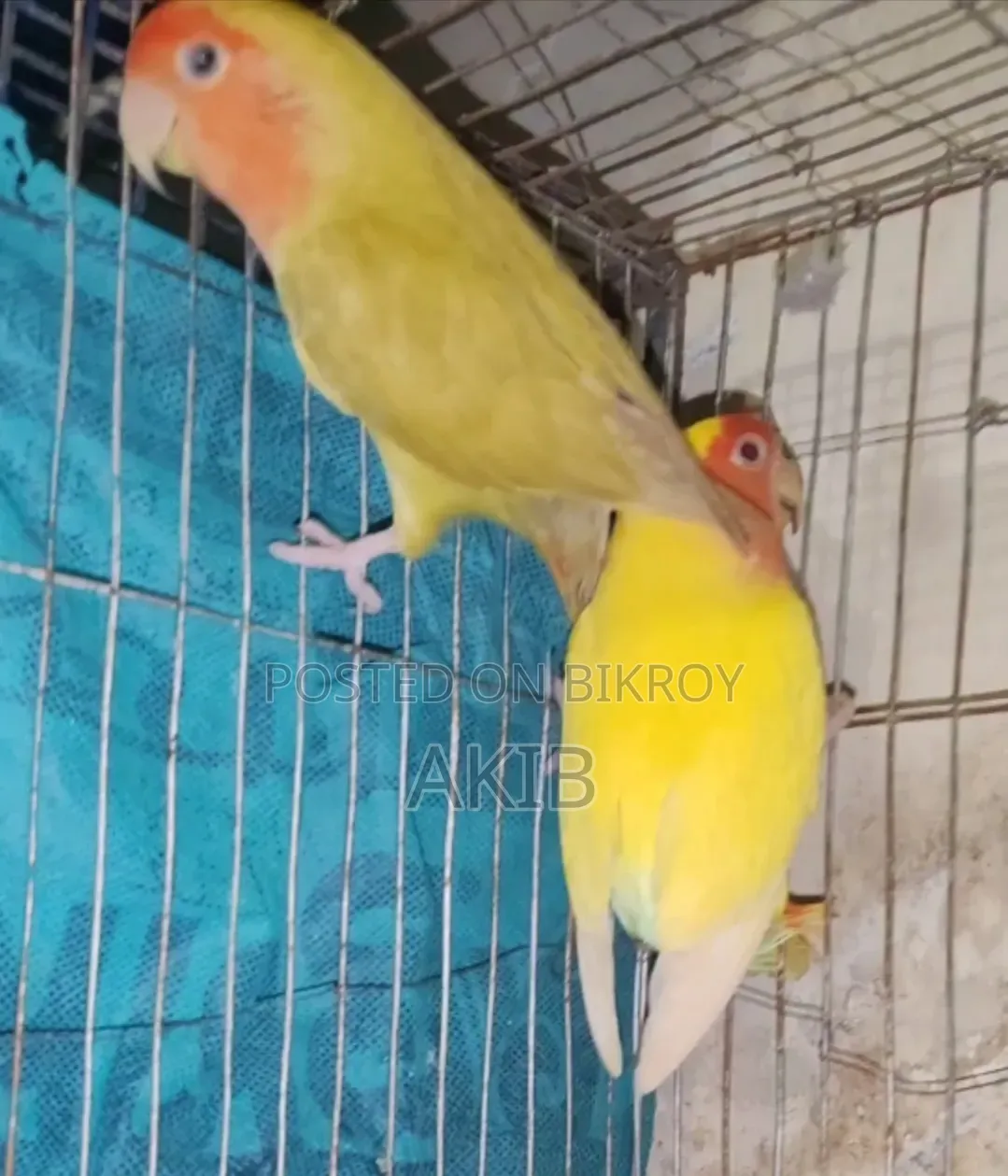 Lovebird Pair