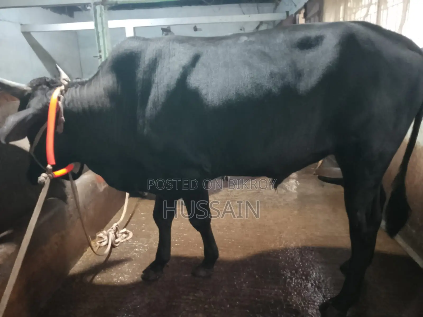 4 Bull Cows
