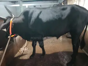 4 Bull Cows