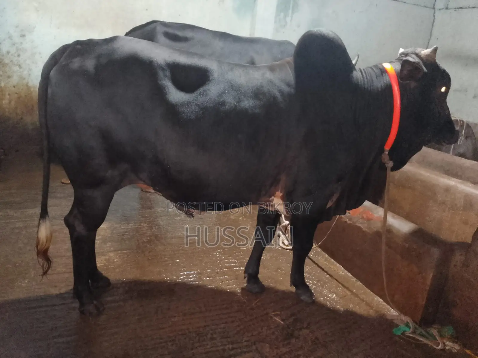 4 Bull Cows
