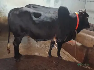 4 Bull Cows
