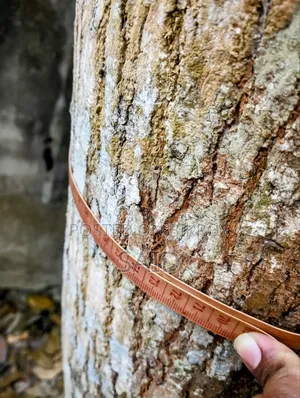 মেহগনি গাছ ৯টি ও ১টি মিঞ্জিরি গাছ
