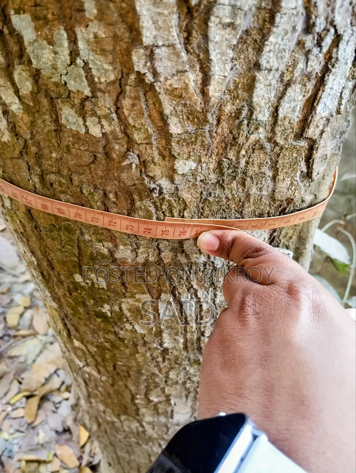 মেহগনি গাছ ৯টি ও ১টি মিঞ্জিরি গাছ