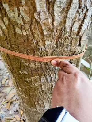 মেহগনি গাছ ৯টি ও ১টি মিঞ্জিরি গাছ