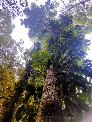 মেহগনি গাছ ৯টি ও ১টি মিঞ্জিরি গাছ