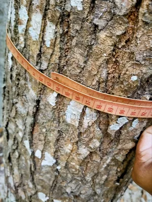 মেহগনি গাছ ৯টি ও ১টি মিঞ্জিরি গাছ