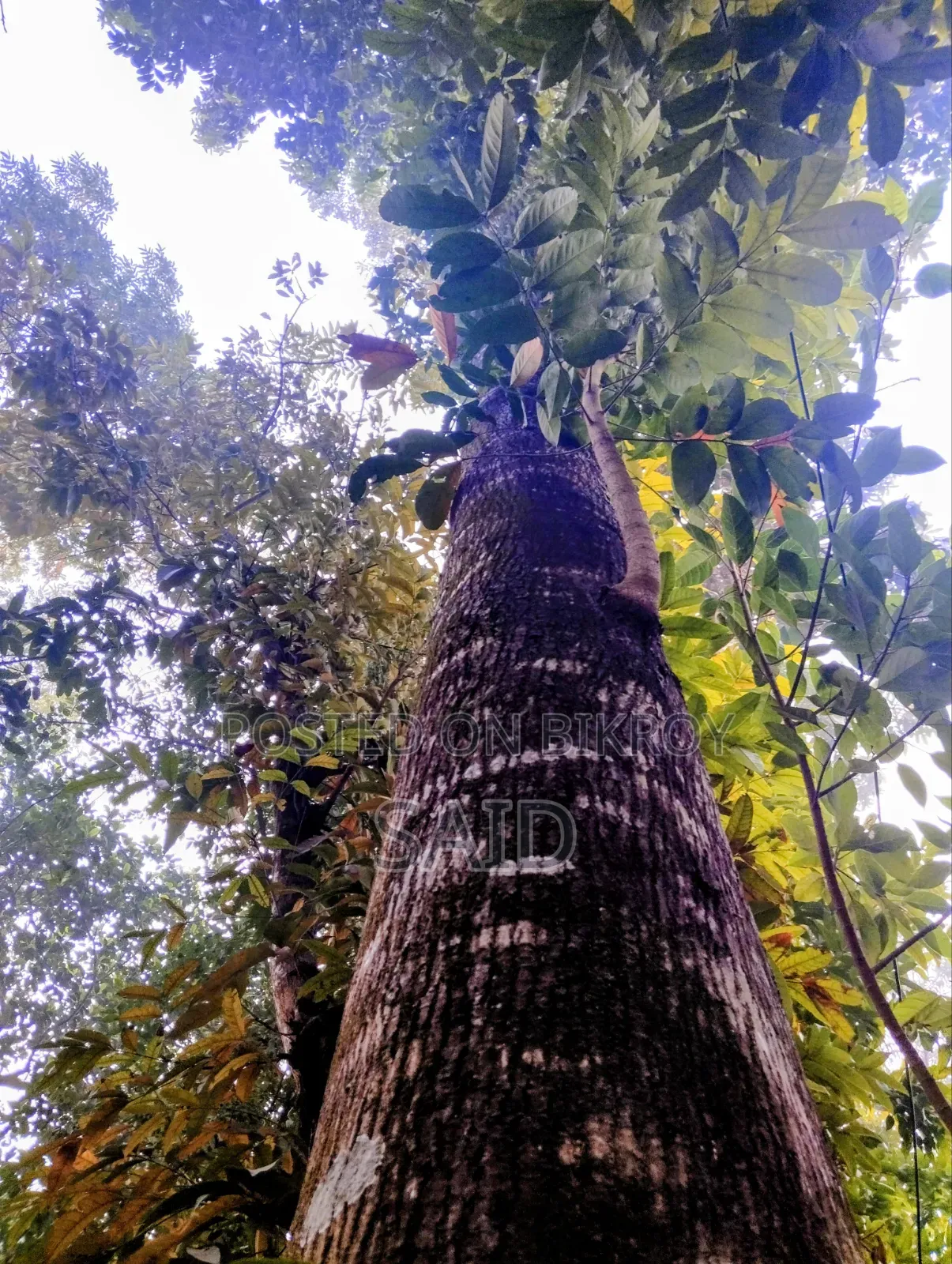 মেহগনি গাছ ৯টি ও ১টি মিঞ্জিরি গাছ