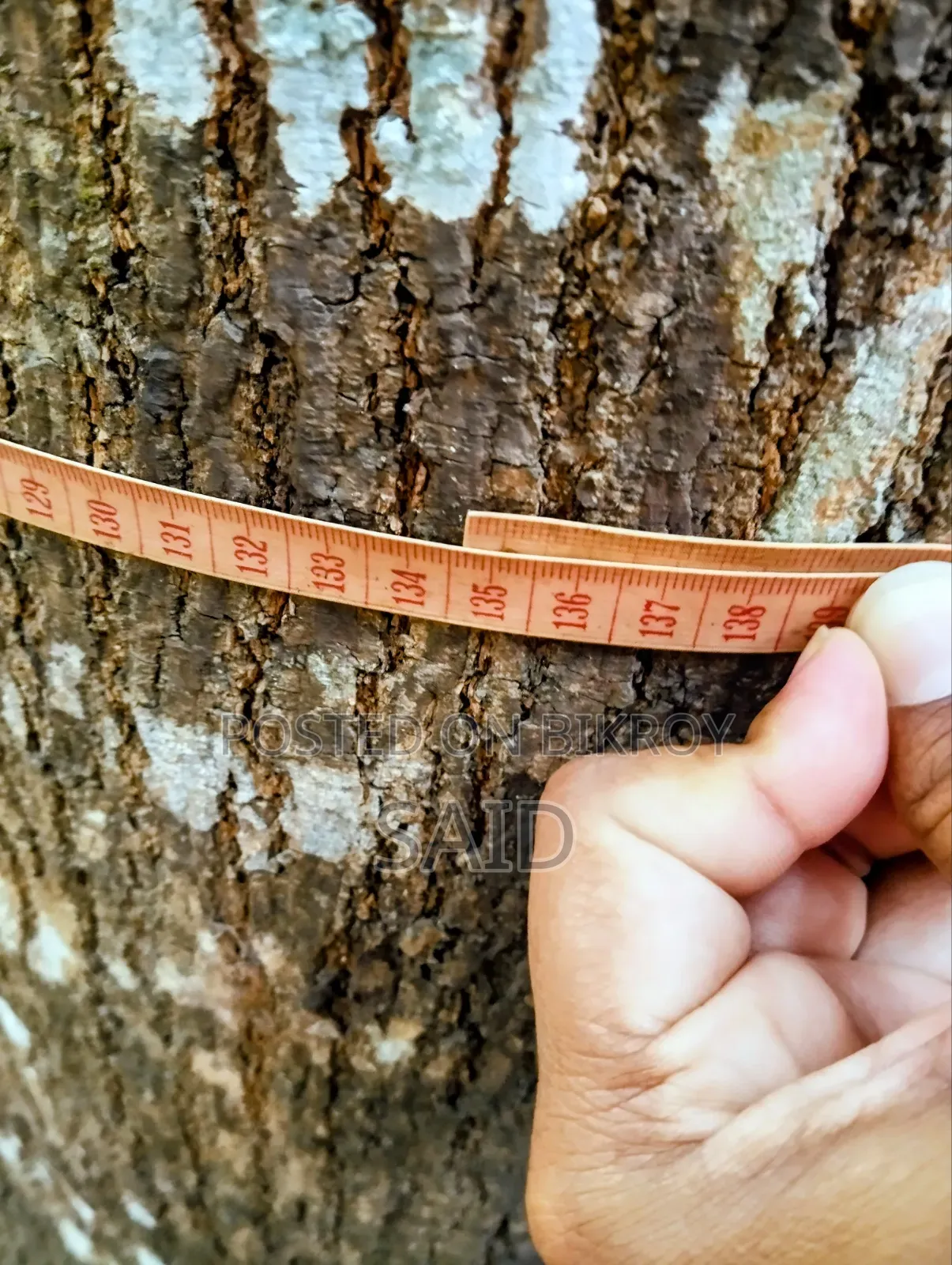 মেহগনি গাছ ৯টি ও ১টি মিঞ্জিরি গাছ
