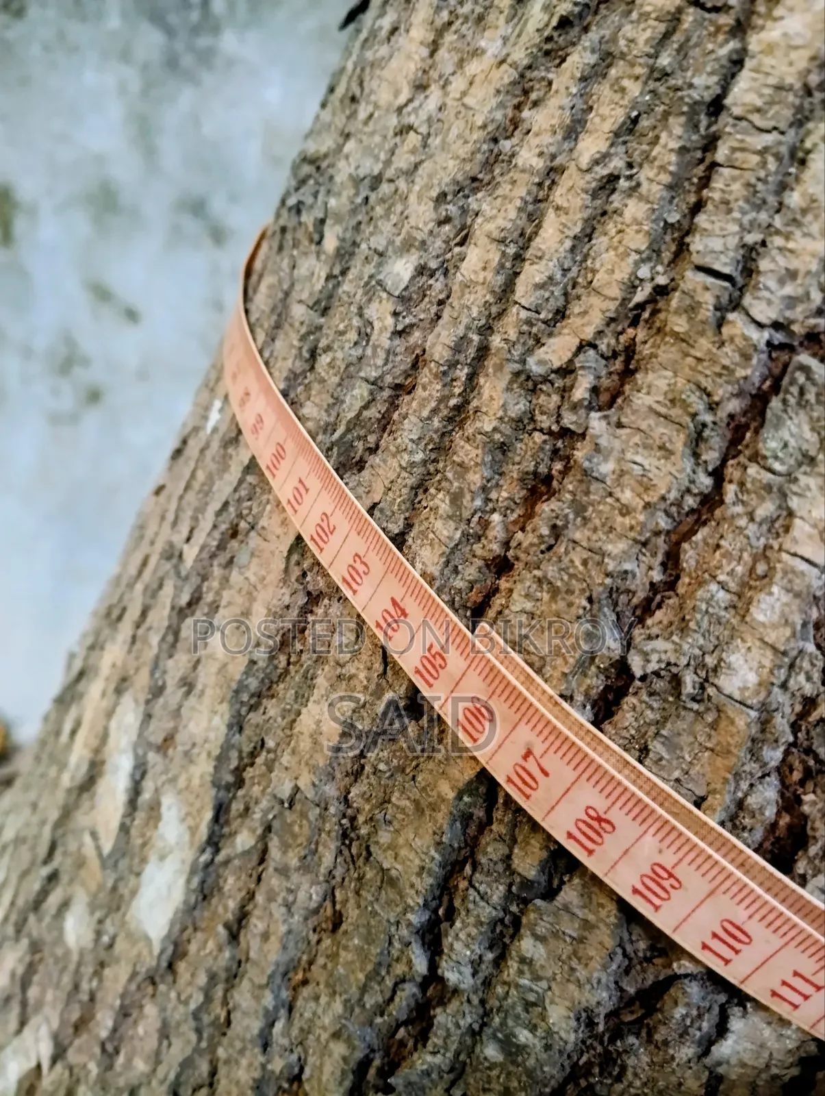 মেহগনি গাছ ৯টি ও ১টি মিঞ্জিরি গাছ
