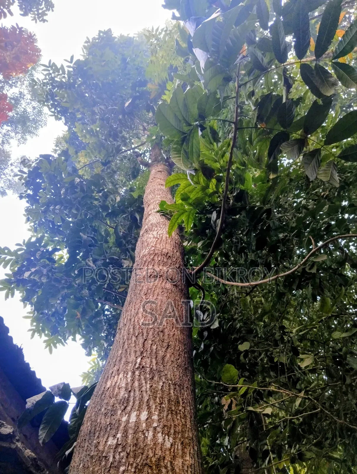 মেহগনি গাছ ৯টি ও ১টি মিঞ্জিরি গাছ