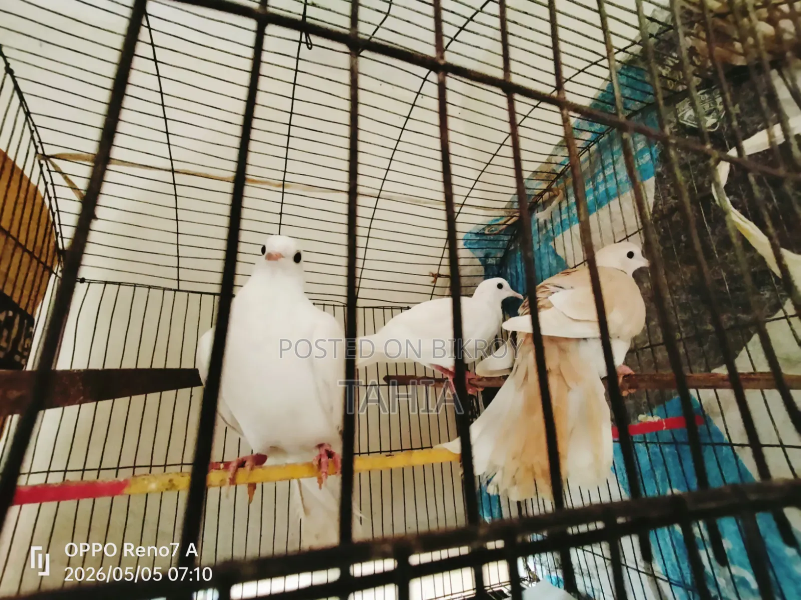 অ্যাডাল্ট ঘুঘু পাখি