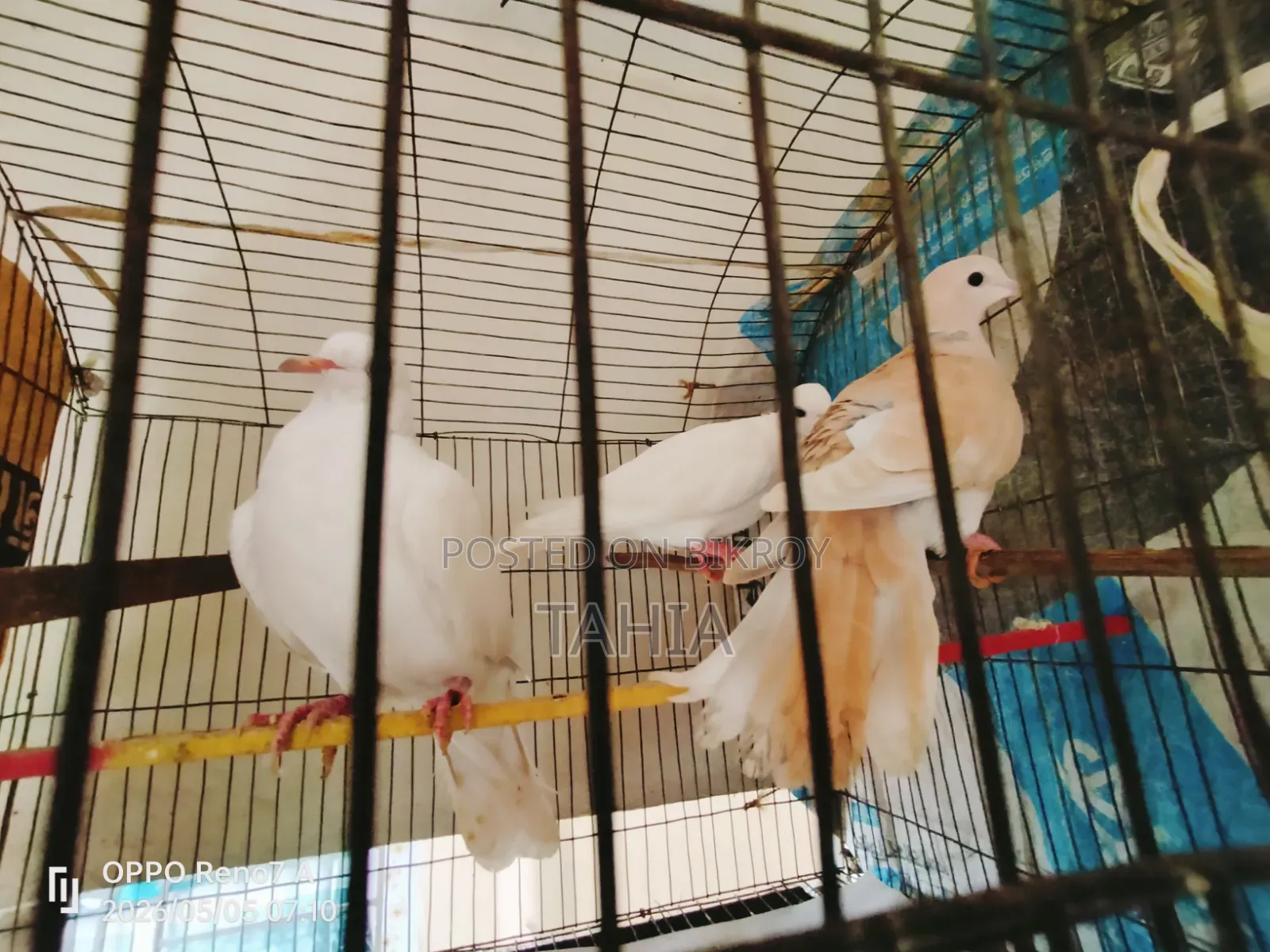 অ্যাডাল্ট ঘুঘু পাখি