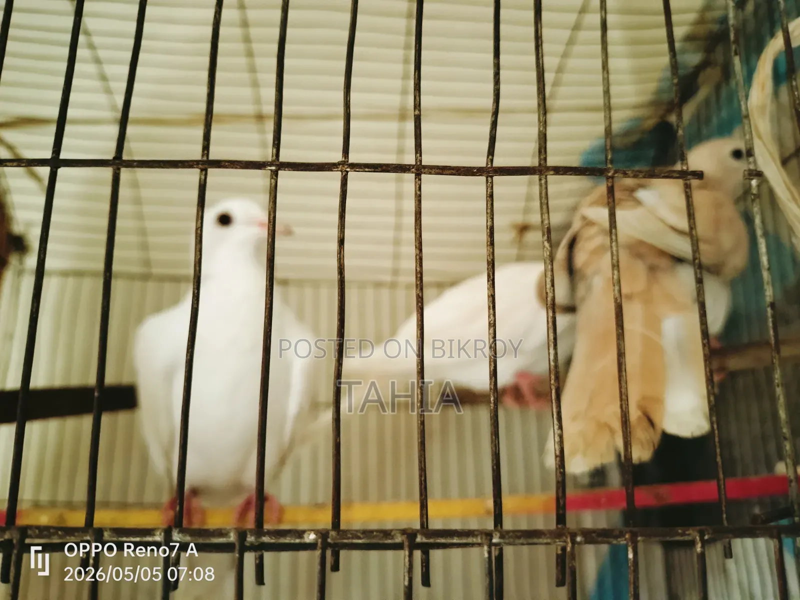 অ্যাডাল্ট ঘুঘু পাখি