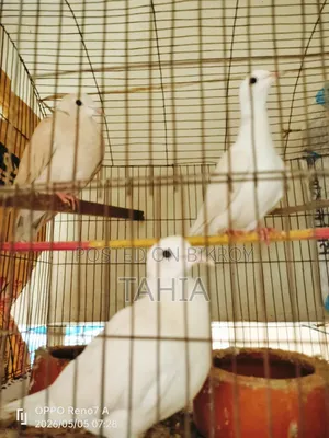 অ্যাডাল্ট ঘুঘু পাখি