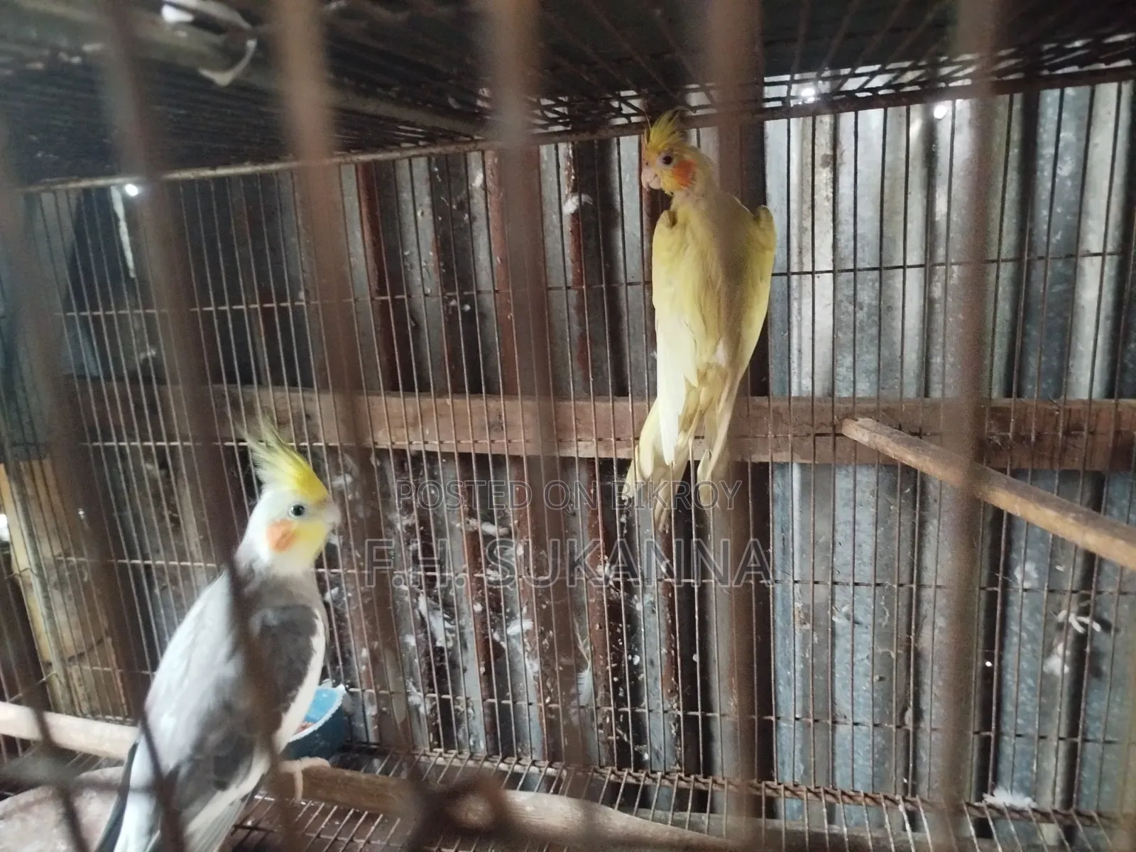 ককাটেল পাখি