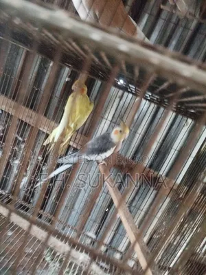 ককাটেল পাখি