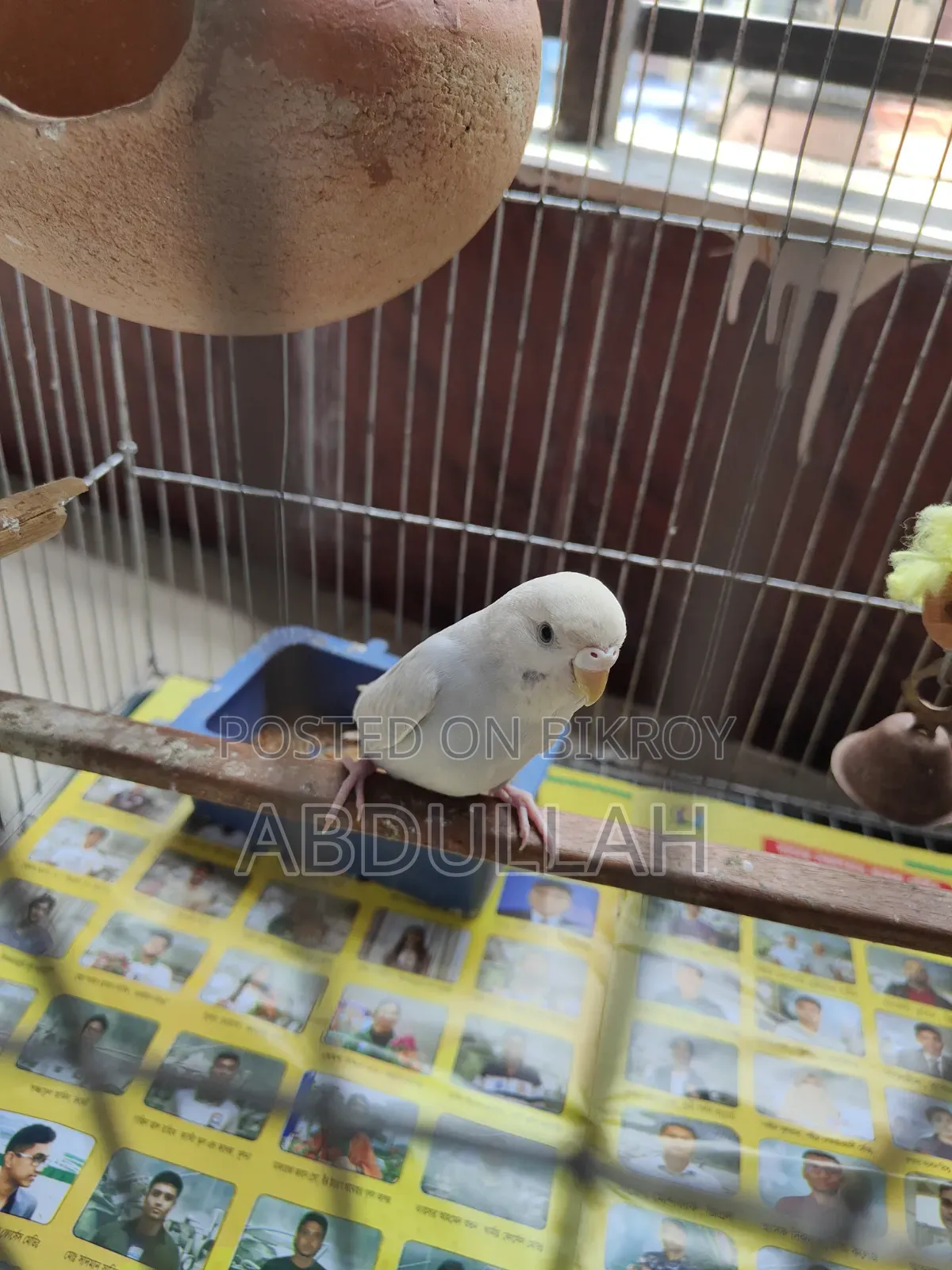 Budgerigar