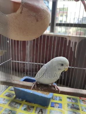 Budgerigar