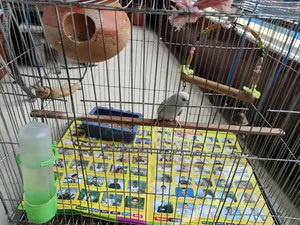 Budgerigar