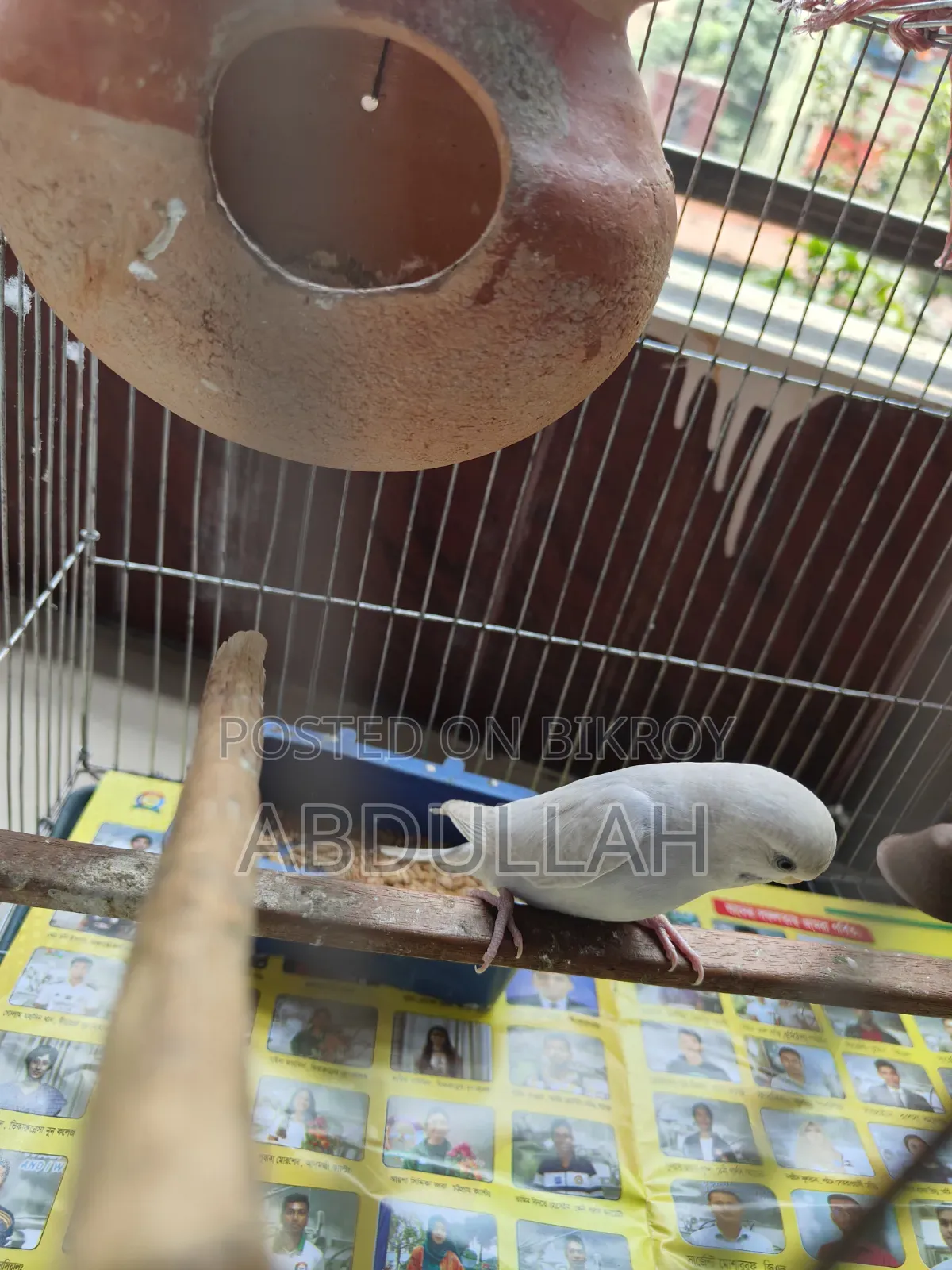 Budgerigar