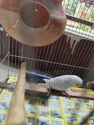 Budgerigar